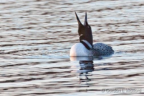 Yawning Loon_24539.jpg - Common Loon (Gavia immer) photographed along the Rideau Canal Waterway at Kilmarnock, Ontario, Canada.